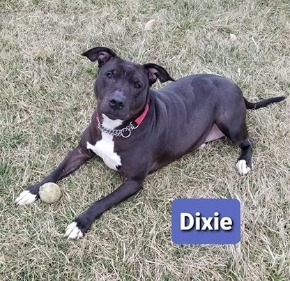 Dixie (Sponsored), an adoptable Labrador Retriever, Pit Bull Terrier in Richmond, IN, 47374 | Photo Image 1