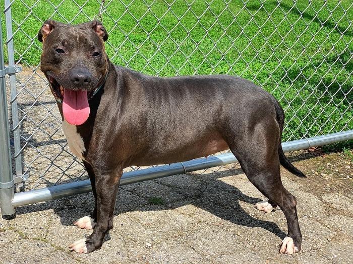 Dixie (Sponsored), an adoptable Labrador Retriever, Pit Bull Terrier in Richmond, IN, 47374 | Photo Image 3