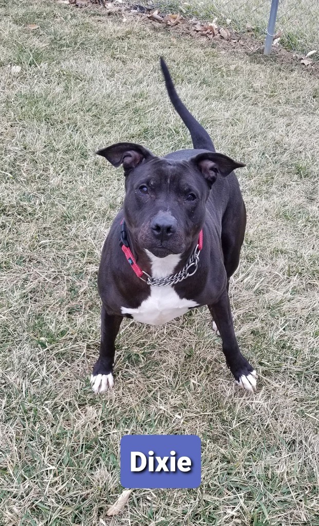 Dixie (Sponsored), an adoptable Labrador Retriever, Pit Bull Terrier in Richmond, IN, 47374 | Photo Image 5