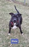 Dixie (Sponsored) photo 5