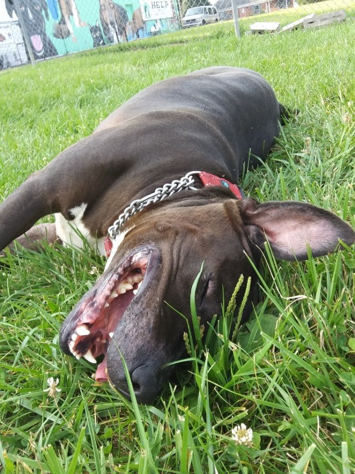 Dixie (Sponsored) 6