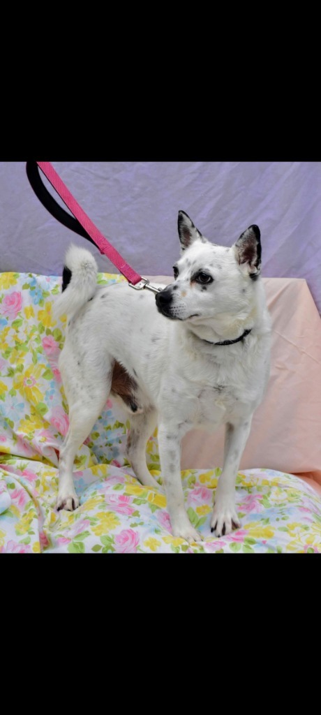 Chip, an adoptable Australian Cattle Dog / Blue Heeler, Chihuahua in Richmond, IN, 47374 | Photo Image 1
