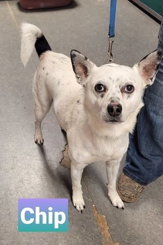 Chip, an adoptable Australian Cattle Dog / Blue Heeler, Chihuahua in Richmond, IN, 47374 | Photo Image 2