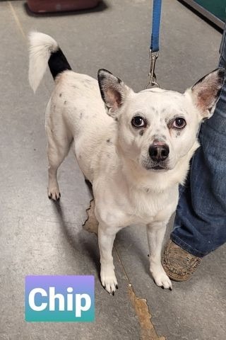 Chip-Sponsored, an adoptable Australian Cattle Dog / Blue Heeler, Chihuahua in Richmond, IN, 47374 | Photo Image 2