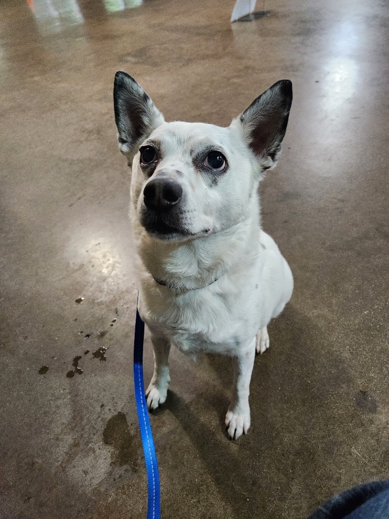 Chip, an adoptable Australian Cattle Dog / Blue Heeler, Chihuahua in Richmond, IN, 47374 | Photo Image 3
