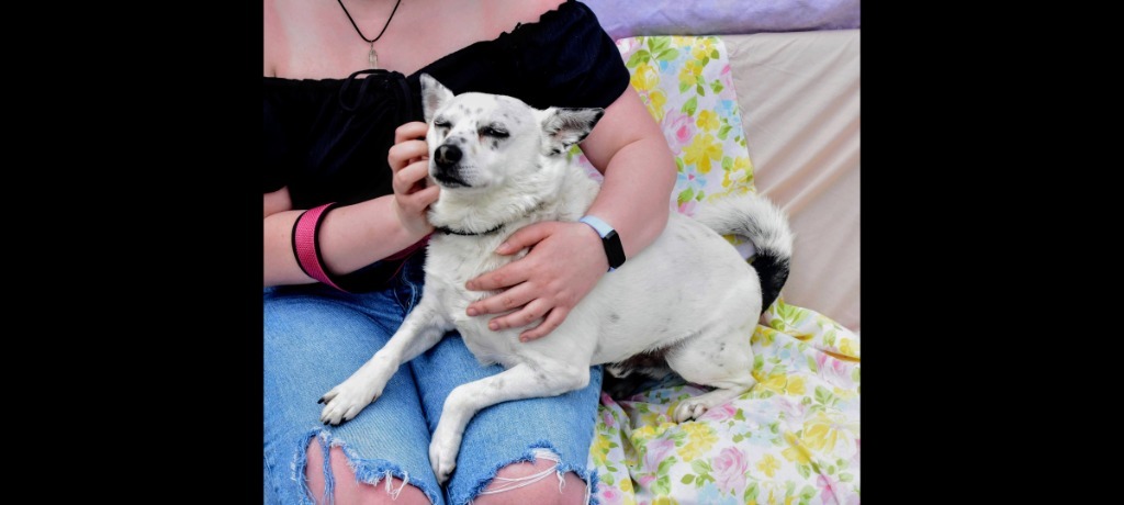 Chip-Sponsored, an adoptable Australian Cattle Dog / Blue Heeler, Chihuahua in Richmond, IN, 47374 | Photo Image 3