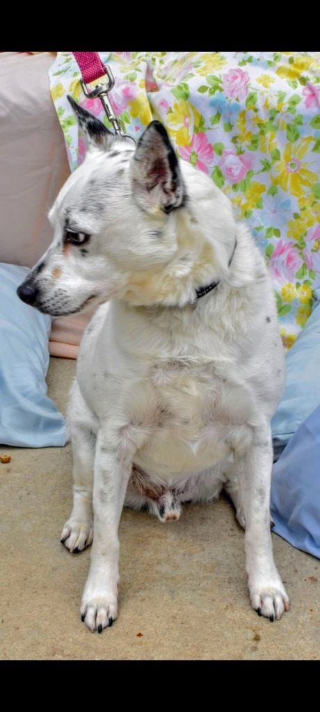 Chip-Sponsored, an adoptable Australian Cattle Dog / Blue Heeler, Chihuahua in Richmond, IN, 47374 | Photo Image 5