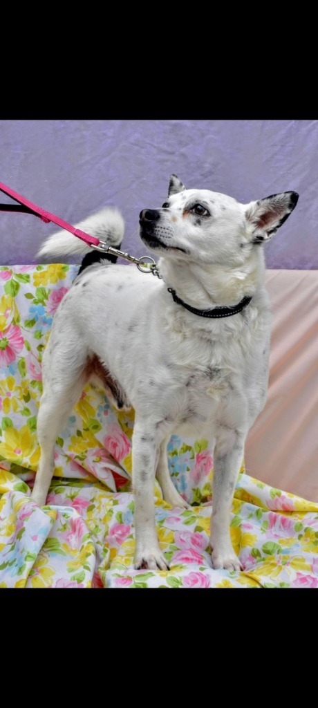 Chip-Sponsored, an adoptable Australian Cattle Dog / Blue Heeler, Chihuahua in Richmond, IN, 47374 | Photo Image 6