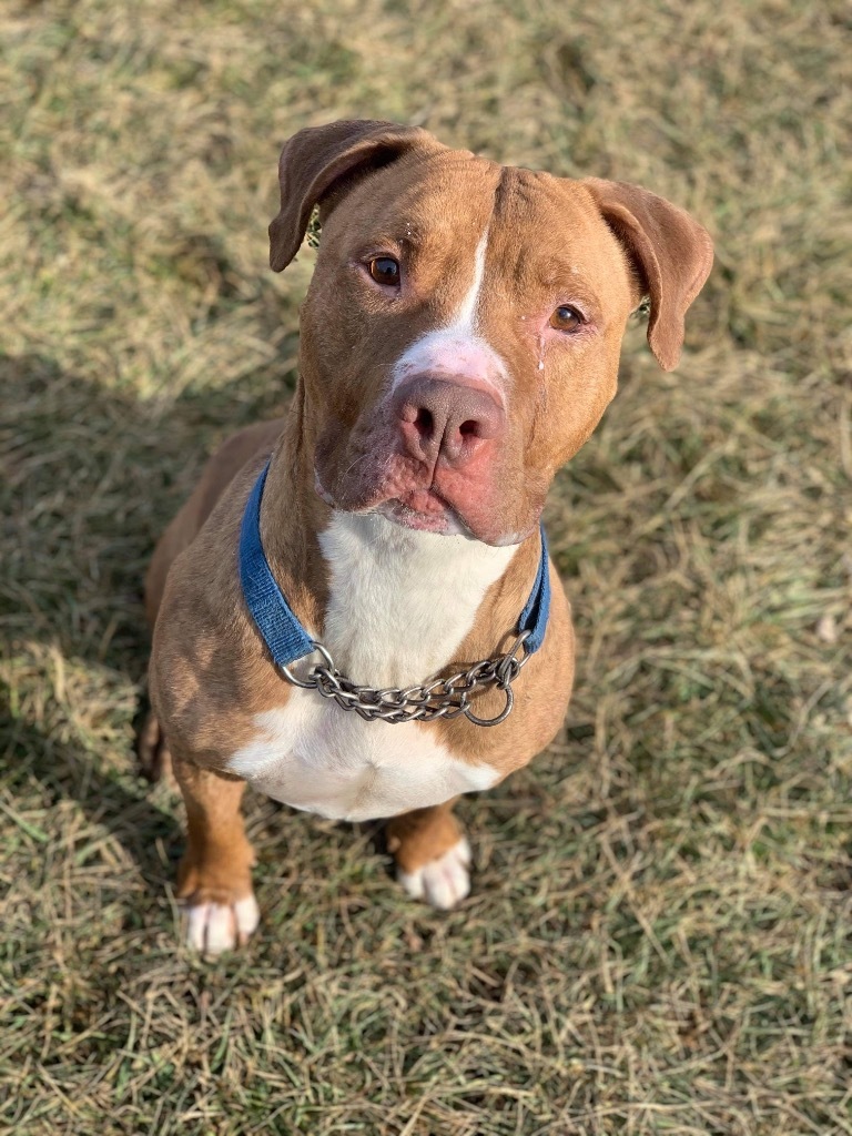 Tyson - Sponsored, an adoptable Pit Bull Terrier, American Staffordshire Terrier in Richmond, IN, 47374 | Photo Image 1