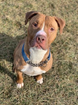 Tyson - Sponsored, Senior Male unknown