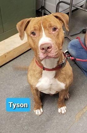 Tyson - Sponsored, an adoptable Pit Bull Terrier, American Staffordshire Terrier in Richmond, IN, 47374 | Photo Image 2
