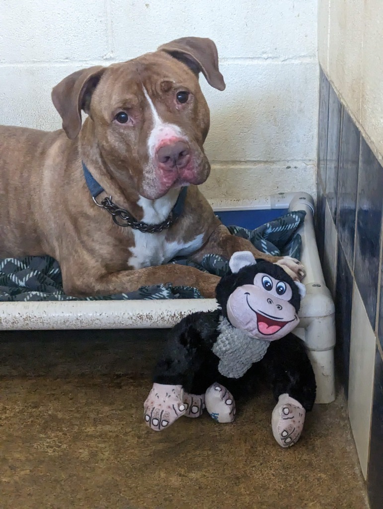 Tyson - Sponsored, an adoptable Pit Bull Terrier, American Staffordshire Terrier in Richmond, IN, 47374 | Photo Image 4