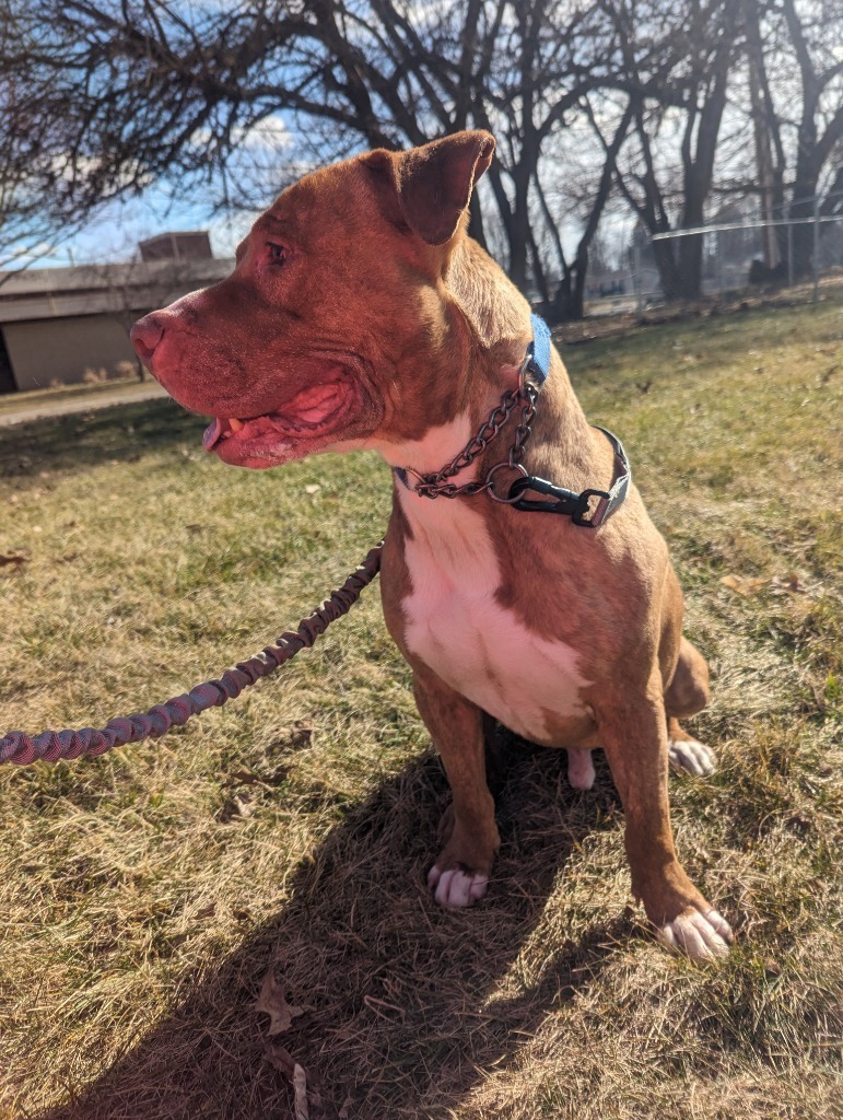 Tyson - Sponsored, an adoptable Pit Bull Terrier, American Staffordshire Terrier in Richmond, IN, 47374 | Photo Image 6