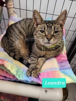 Leandra-Sponsored, an adoptable Domestic Short Hair in Richmond, IN, 47374 | Photo Image 1