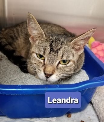 Leandra-Sponsored, an adoptable Domestic Short Hair in Richmond, IN, 47374 | Photo Image 2