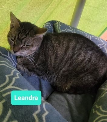 Leandra-Sponsored, an adoptable Domestic Short Hair in Richmond, IN, 47374 | Photo Image 4