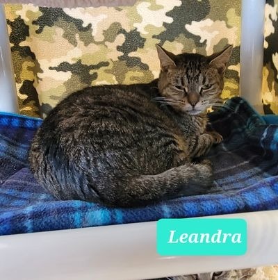 Leandra-Sponsored, an adoptable Domestic Short Hair in Richmond, IN, 47374 | Photo Image 5