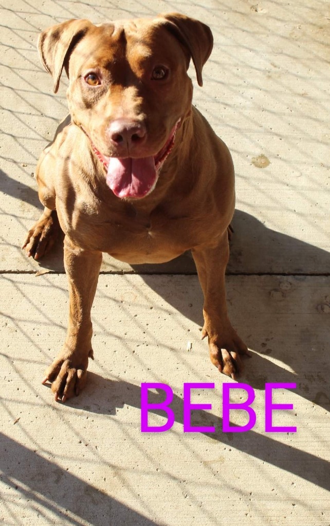 Bebe