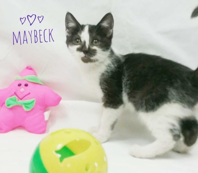 Maybeck ( Dice), an adoptable Domestic Short Hair in Kendallville, IN, 46755 | Photo Image 2