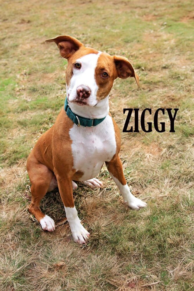 Ziggy