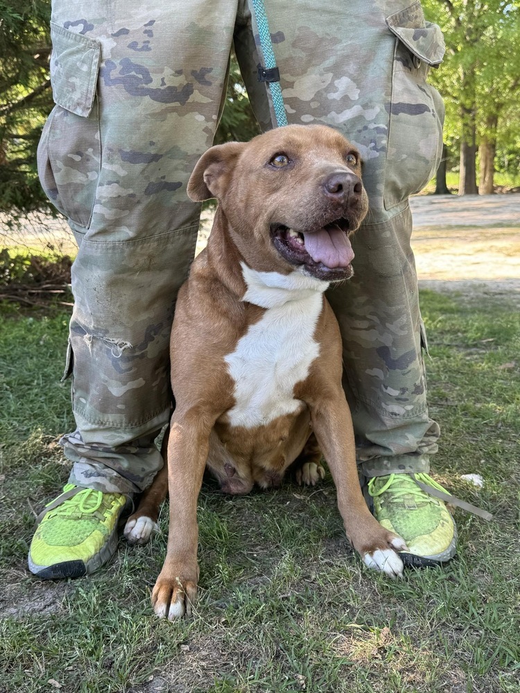 Franny, an adoptable Staffordshire Bull Terrier in Troy, AL, 36081 | Photo Image 3