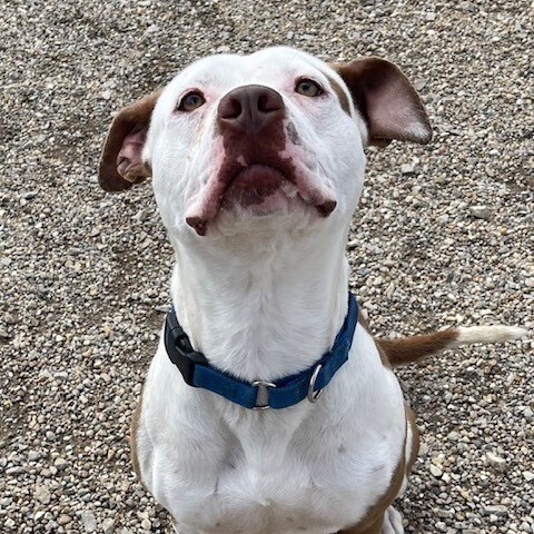 Harper, an adoptable American Staffordshire Terrier in Centralia, IL, 62801 | Photo Image 2