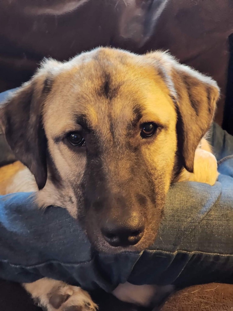 Hudson, an adoptable Anatolian Shepherd in Watertown, WI, 53094 | Photo Image 2