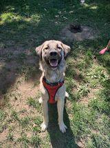 Hudson, an adoptable Anatolian Shepherd in Watertown, WI, 53094 | Photo Image 4