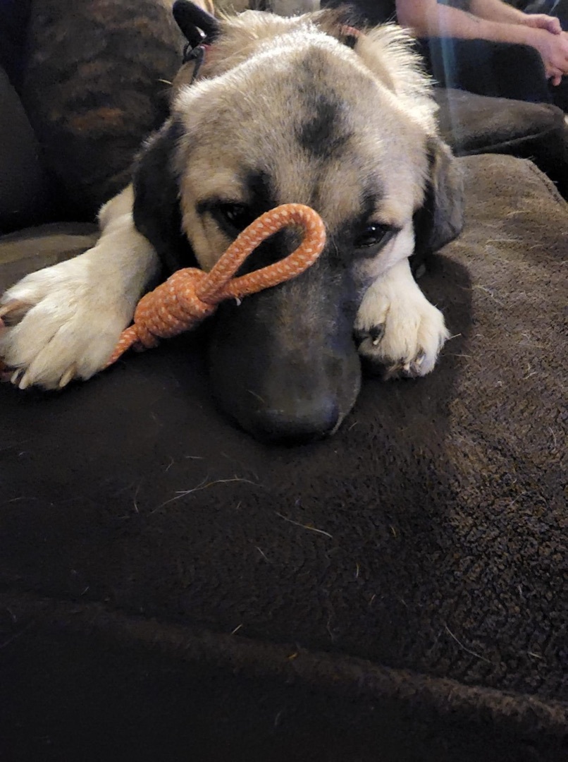 Hudson, an adoptable Anatolian Shepherd in Watertown, WI, 53094 | Photo Image 6