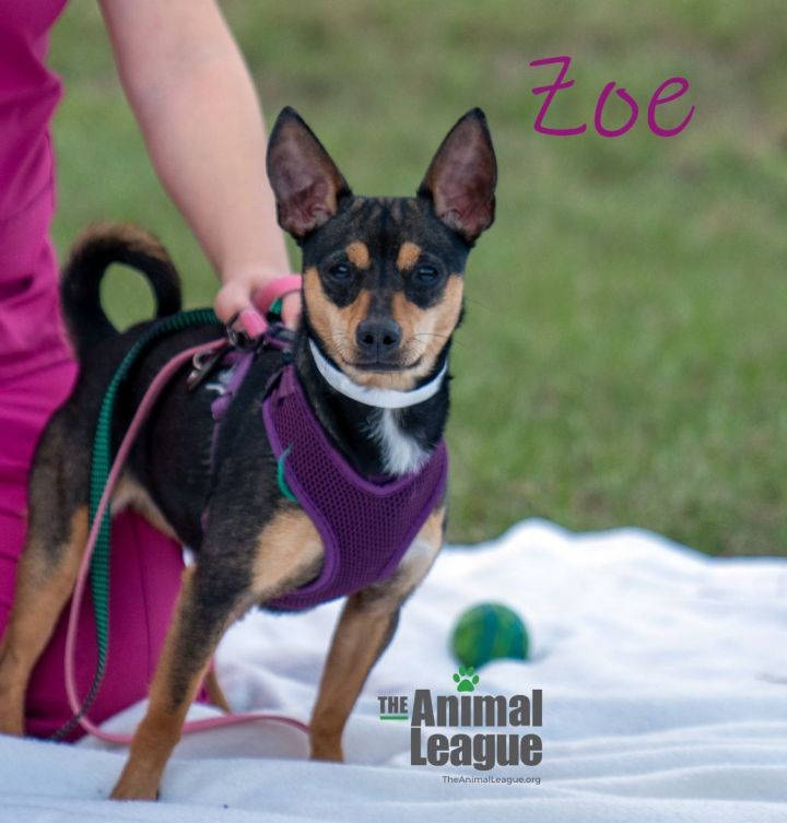Zoe, an adoptable Chihuahua Mix in Clermont, FL_image-1