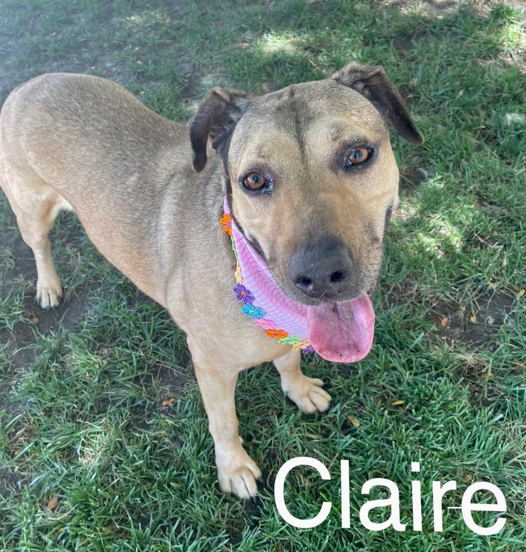 Claire, an adoptable Shepherd in Lodi, CA, 95242 | Photo Image 3