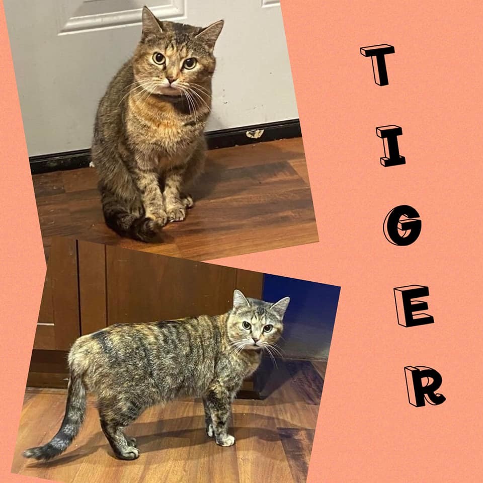 Tiger, an adoptable Dilute Tortoiseshell in Fairmont, WV, 26554 | Photo Image 1