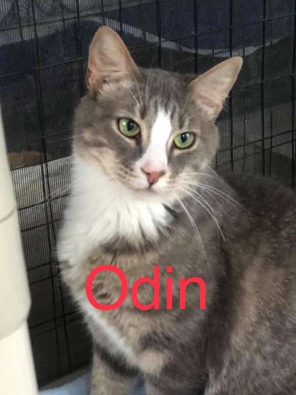 ODIN, an adoptable Domestic Short Hair in New Bern, NC, 28563 | Photo Image 1