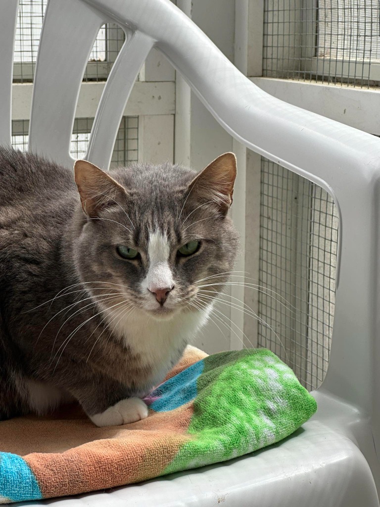 ODIN, an adoptable Domestic Short Hair in New Bern, NC, 28563 | Photo Image 1