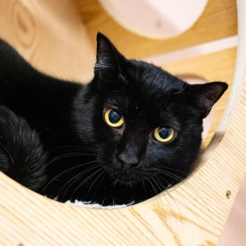 Angelica, an adoptable Domestic Short Hair in Port Richey, FL, 34668 | Photo Image 1