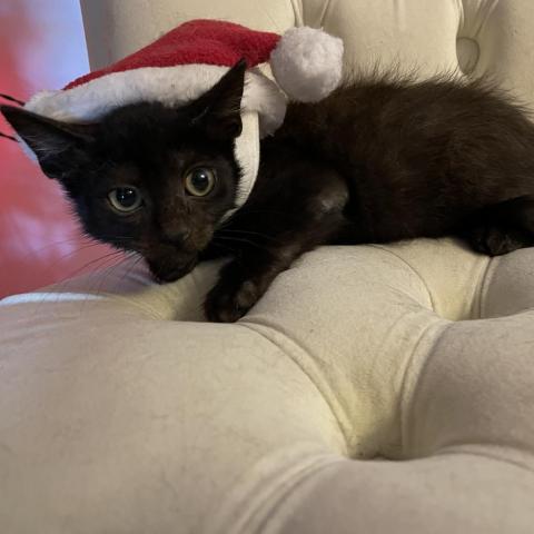 Angelica, an adoptable Domestic Short Hair in Port Richey, FL, 34668 | Photo Image 2