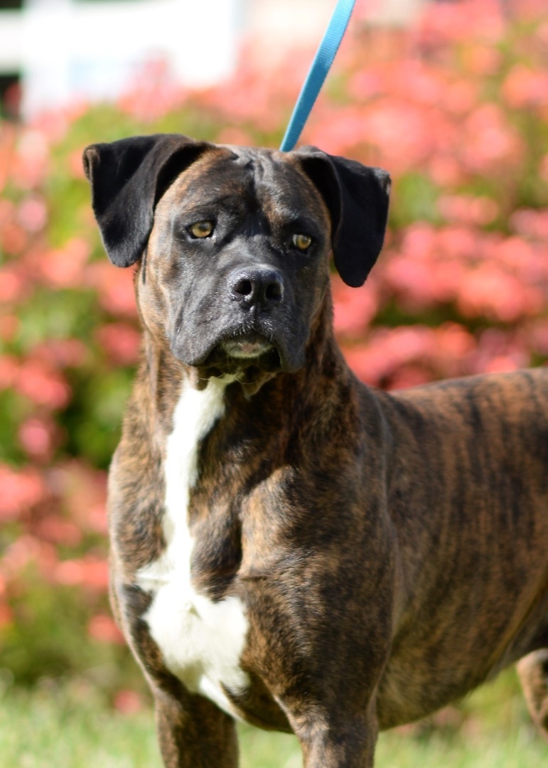 Duncan, an adoptable Boxer in Knightsen, CA, 94548 | Photo Image 2