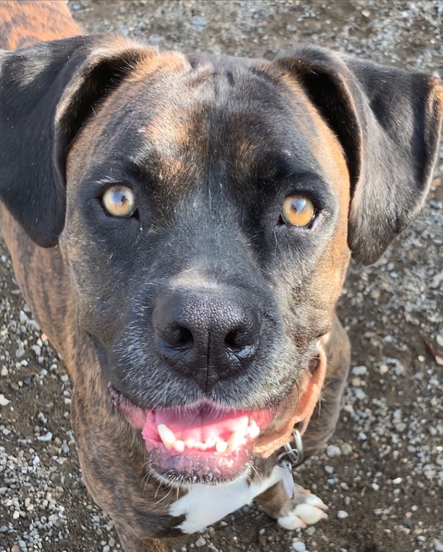 Duncan, an adoptable Boxer in Knightsen, CA, 94548 | Photo Image 3