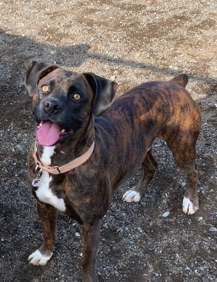 Duncan, an adoptable Boxer in Knightsen, CA, 94548 | Photo Image 4