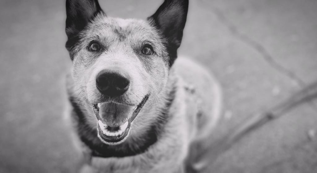 Willard, an adoptable Mixed Breed in Meridian, ID, 83642 | Photo Image 1