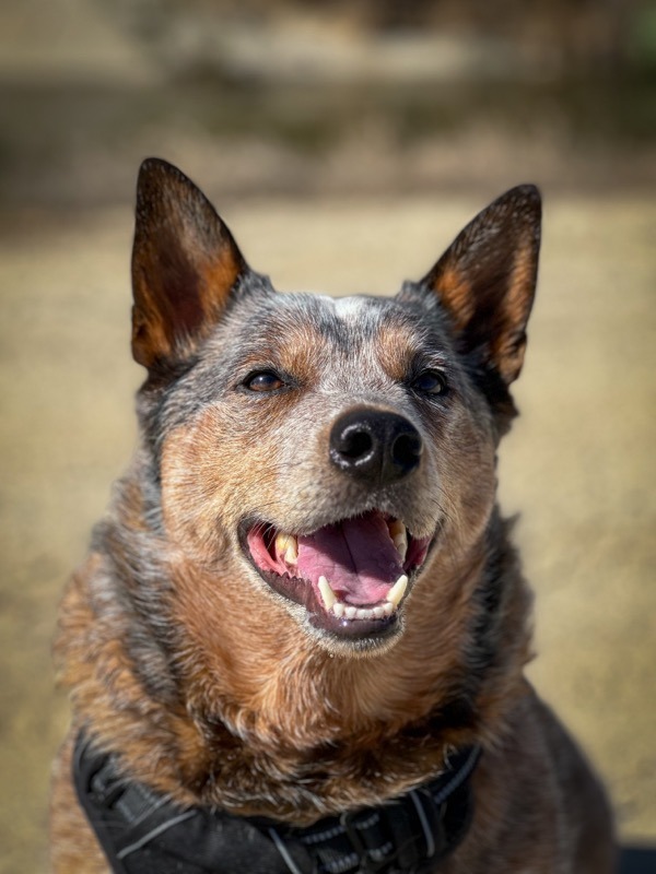 Willard, an adoptable Mixed Breed in Meridian, ID, 83642 | Photo Image 1