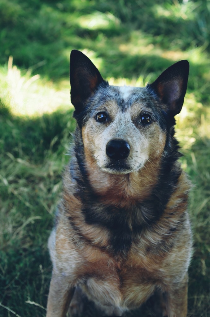 Willard, an adoptable Mixed Breed in Meridian, ID, 83642 | Photo Image 1