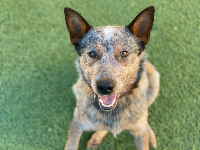 Willard, an adoptable Mixed Breed in Meridian, ID, 83642 | Photo Image 3