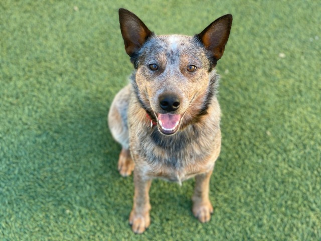 Willard, an adoptable Mixed Breed in Meridian, ID, 83642 | Photo Image 4