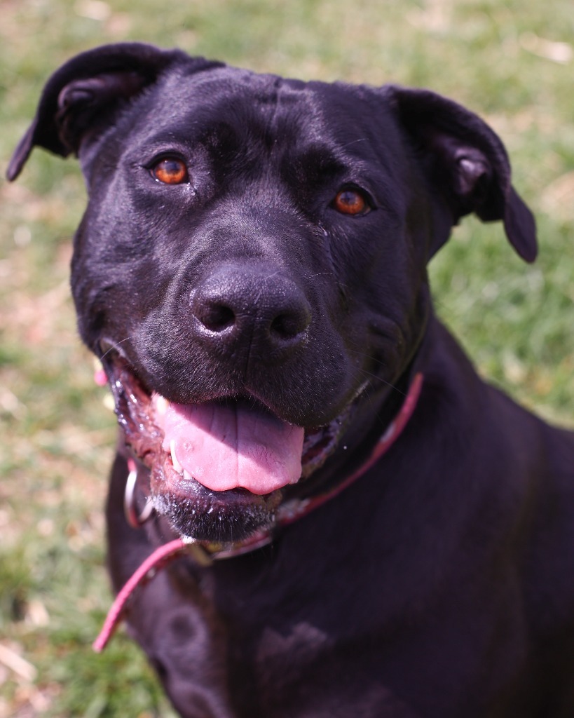 Labrador mix with sales rottweiler