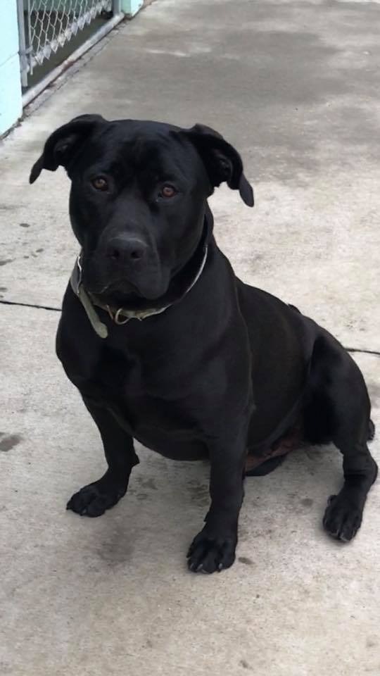 Roxy, an adoptable Rottweiler, Labrador Retriever in Blountville, TN, 37617 | Photo Image 2
