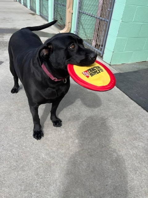 Roxy, an adoptable Rottweiler, Labrador Retriever in Blountville, TN, 37617 | Photo Image 3