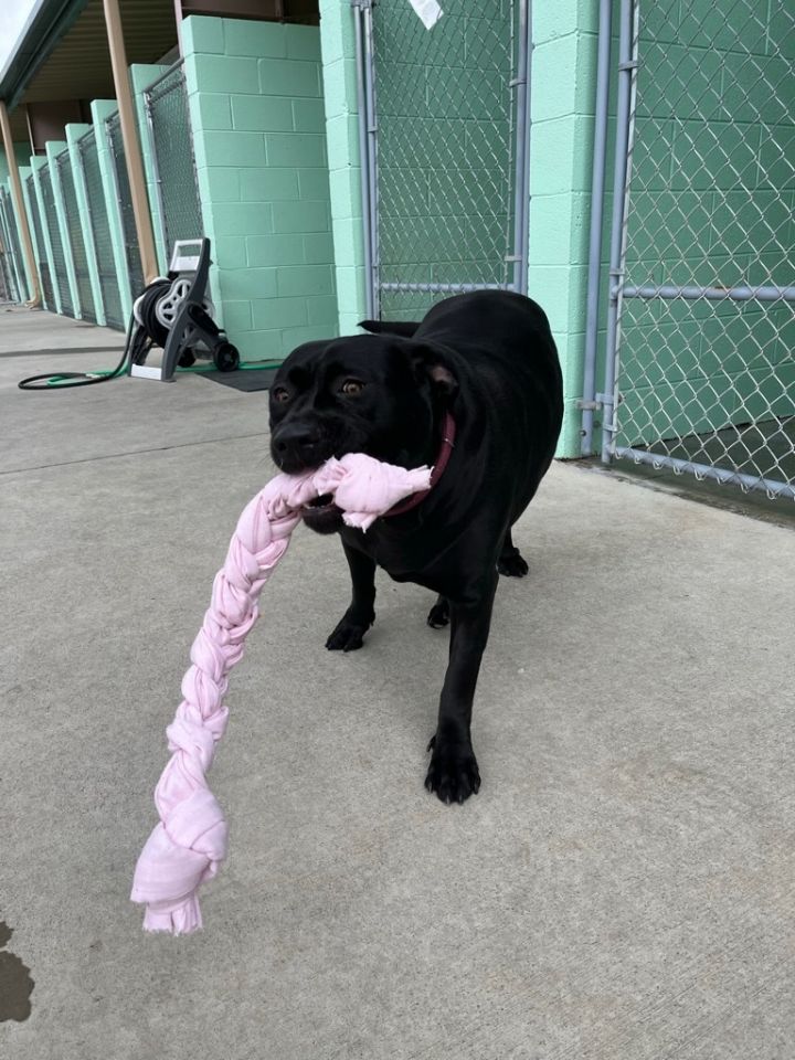 Roxy 4