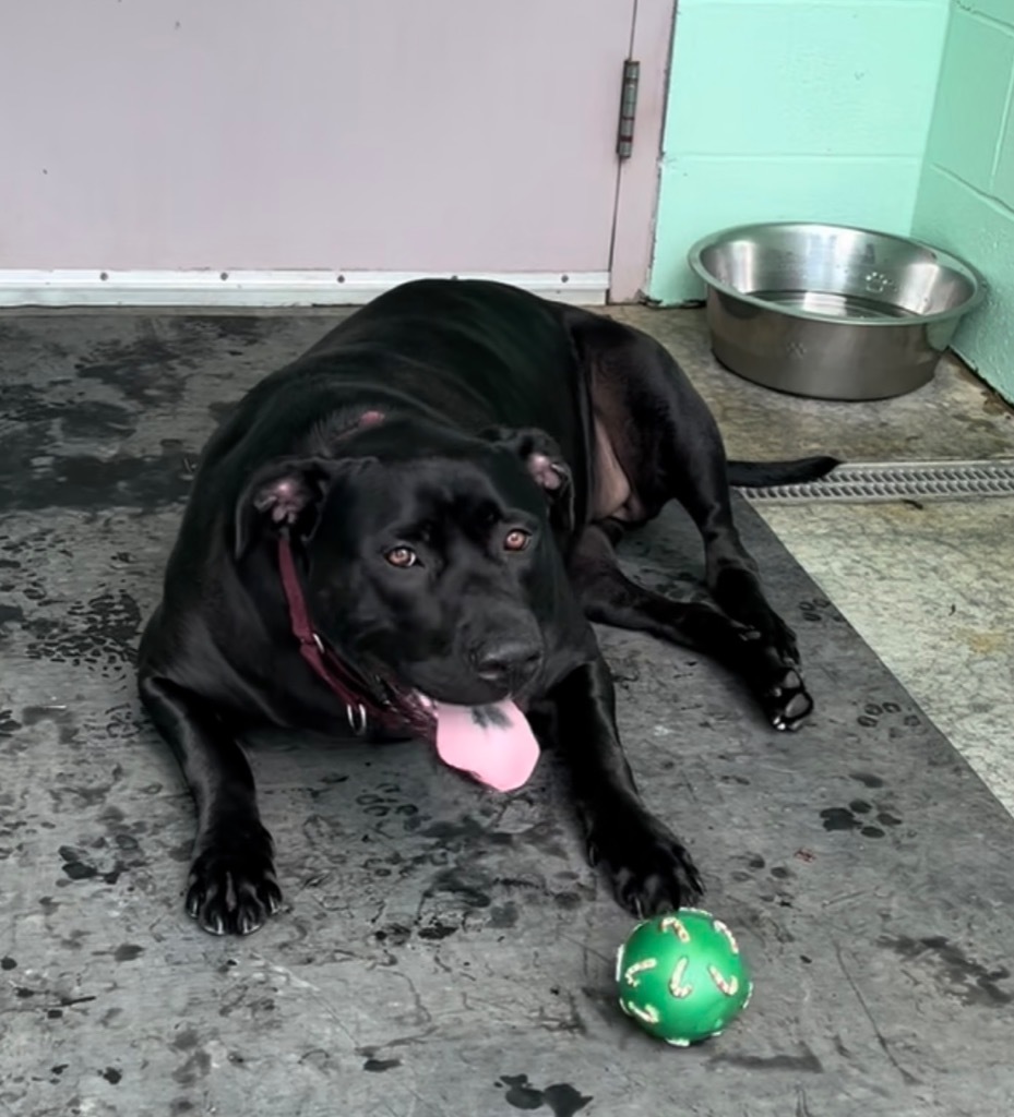 Roxy, an adoptable Rottweiler, Labrador Retriever in Blountville, TN, 37617 | Photo Image 5