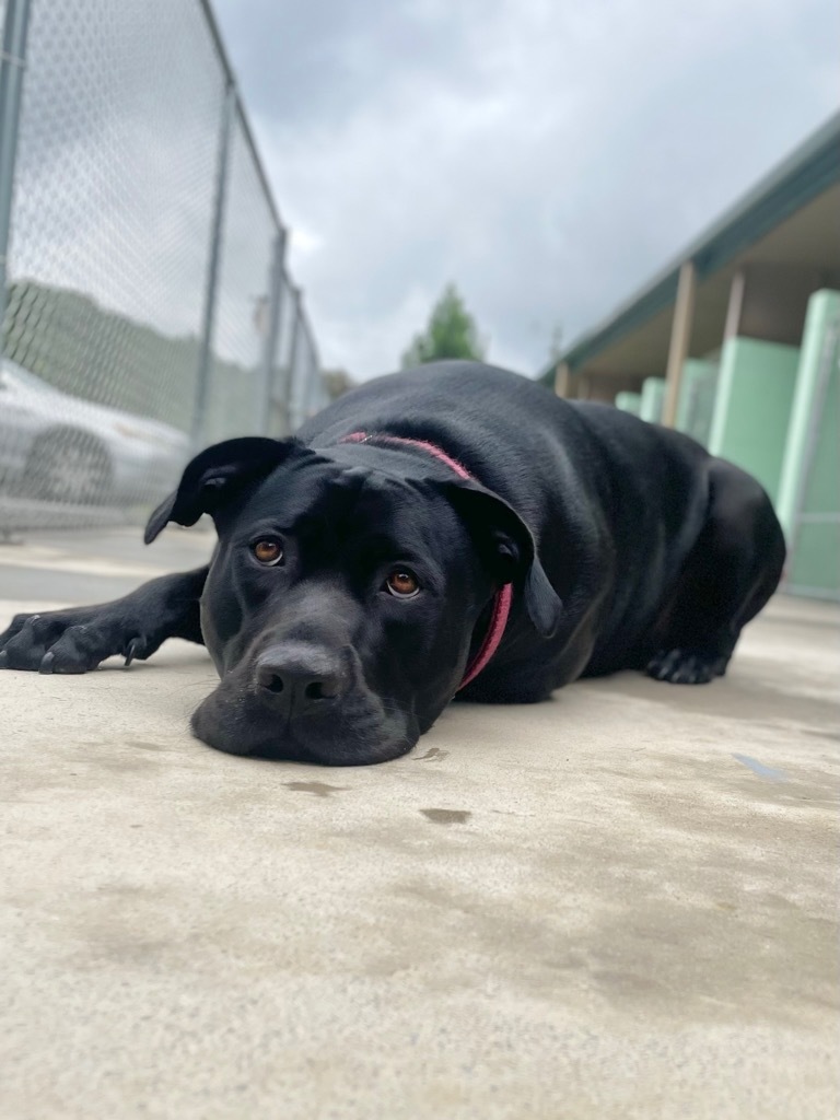 Roxy, an adoptable Rottweiler, Labrador Retriever in Blountville, TN, 37617 | Photo Image 6